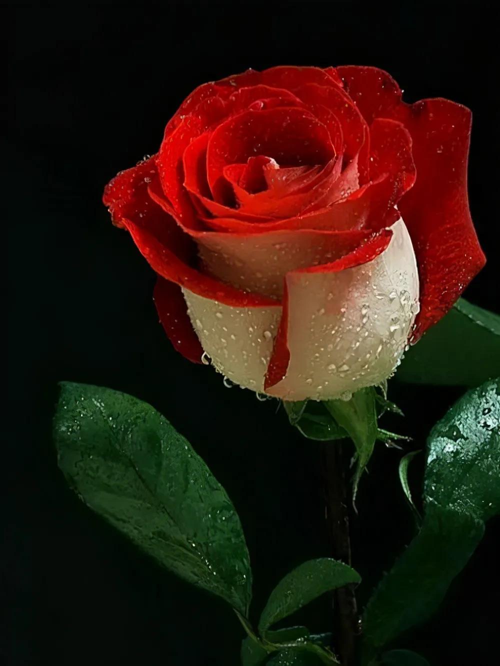 玫瑰花绝美头像,绝美玫瑰花图片