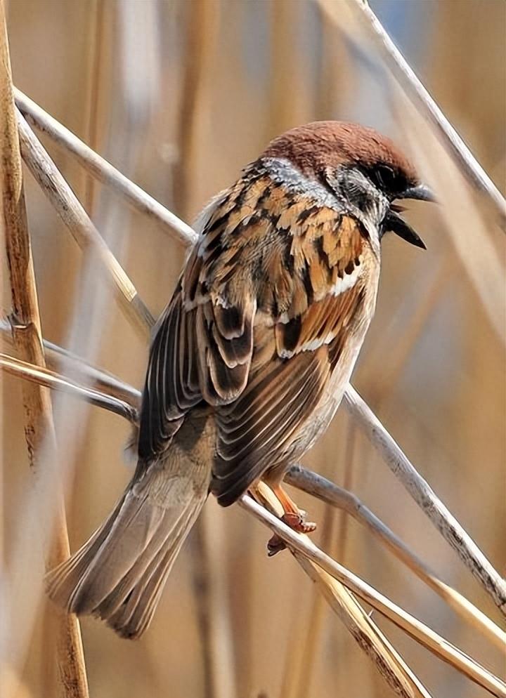 麻雀鸟的养殖方法,麻雀养殖方法