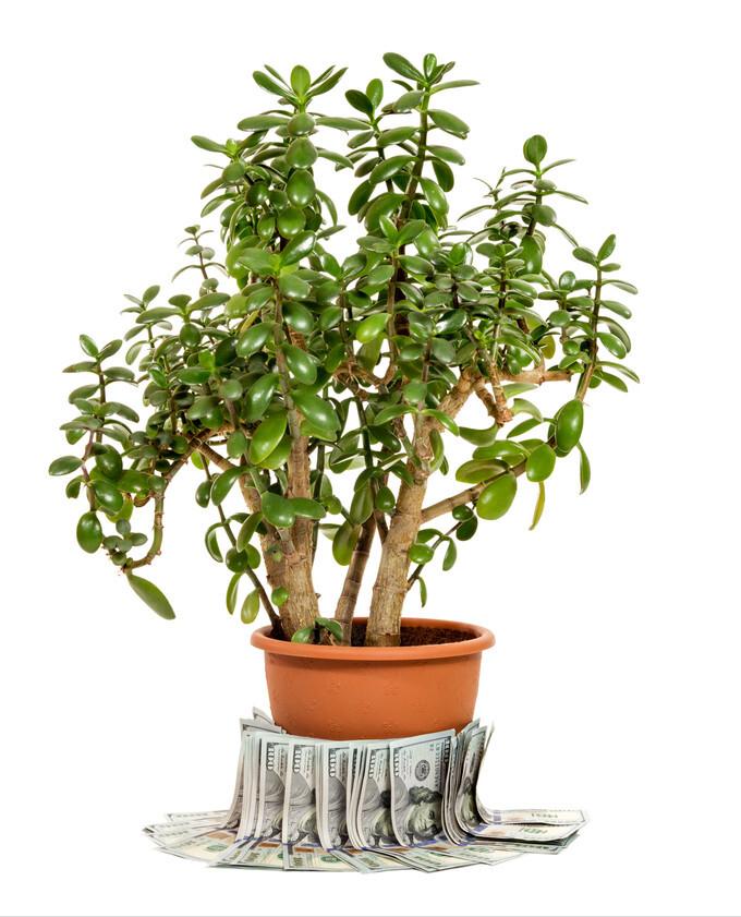 发财树富贵竹好运连连,发财树和富贵竹位置有什么讲究