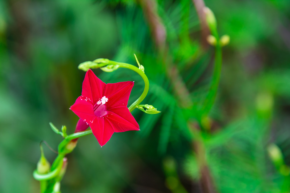 过年期间庭院开的草花,过年庭院开的花有哪些