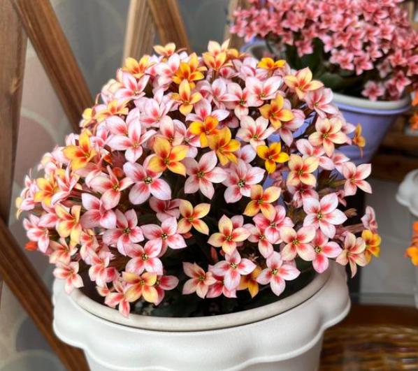 酸性水浇花改善土壤板结,用什么水浇花土壤不会板结