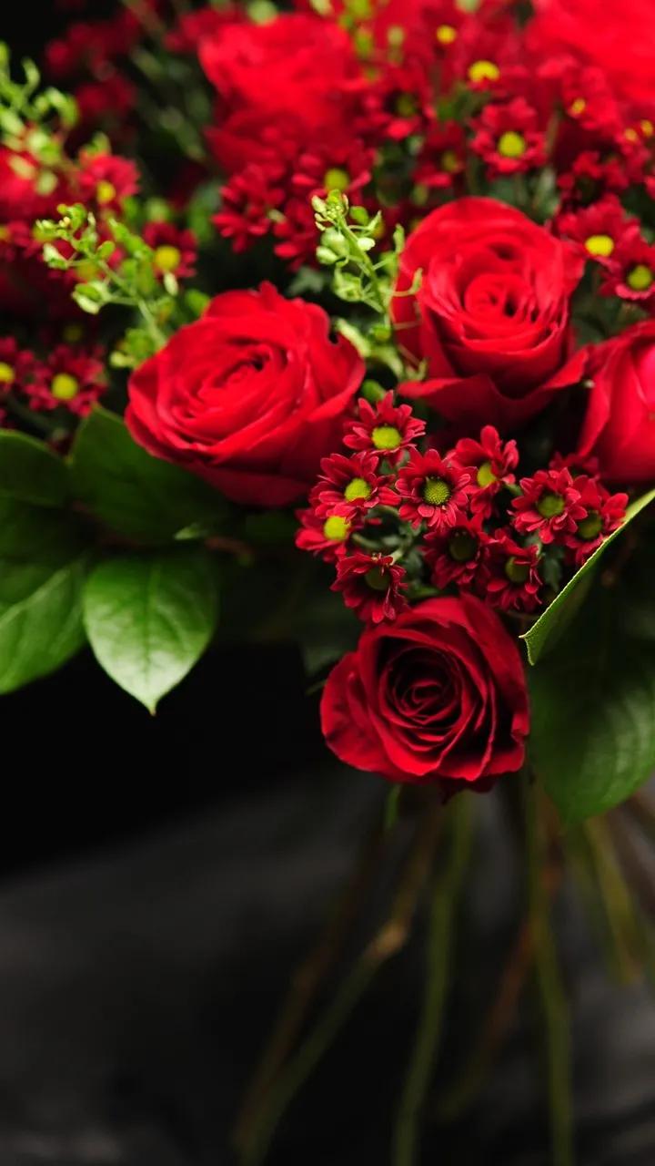 520浪漫玫瑰花壁纸,红玫瑰花壁纸大图