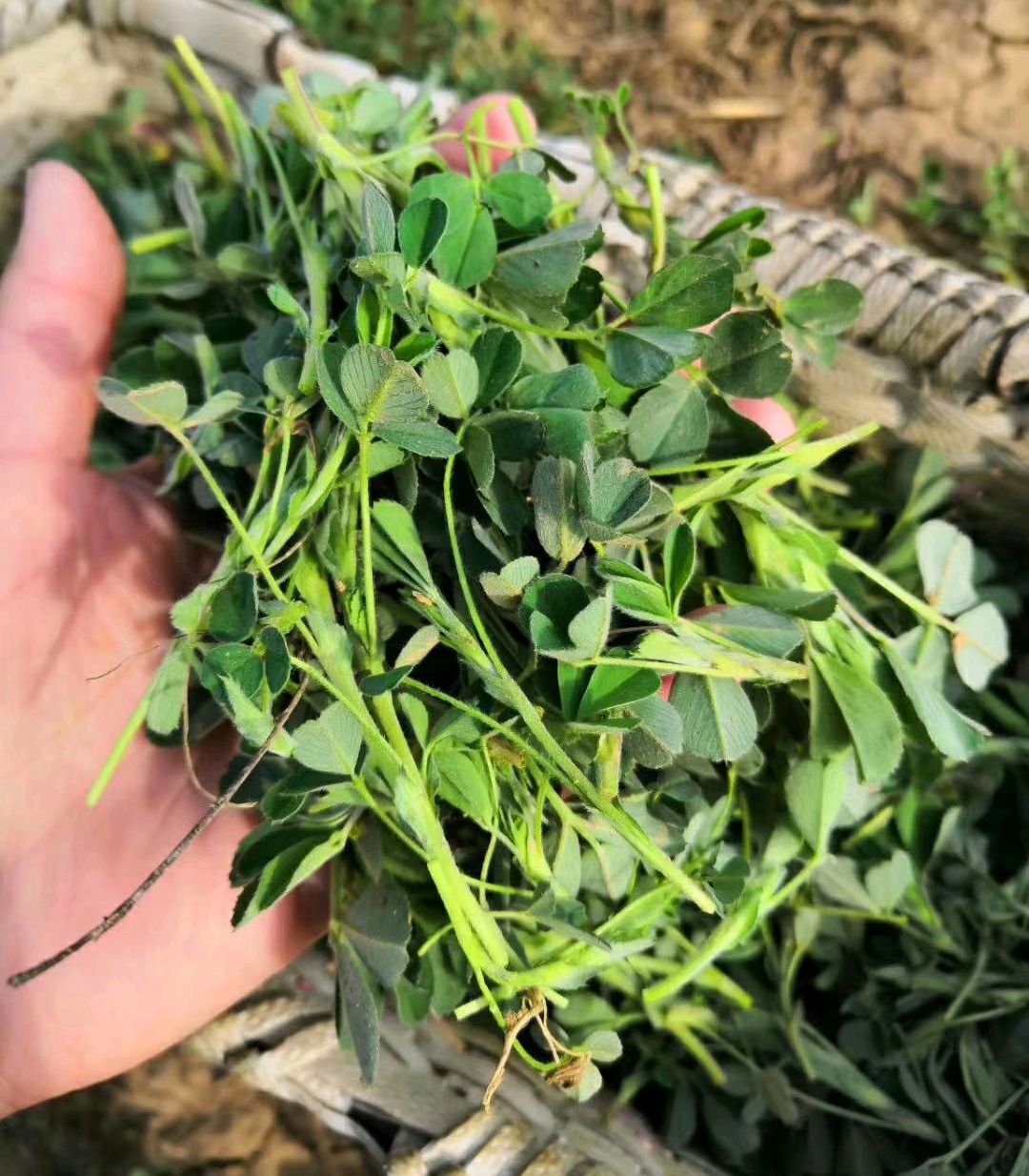 100种野菜大全图解,认识100种野菜视频大全完整版