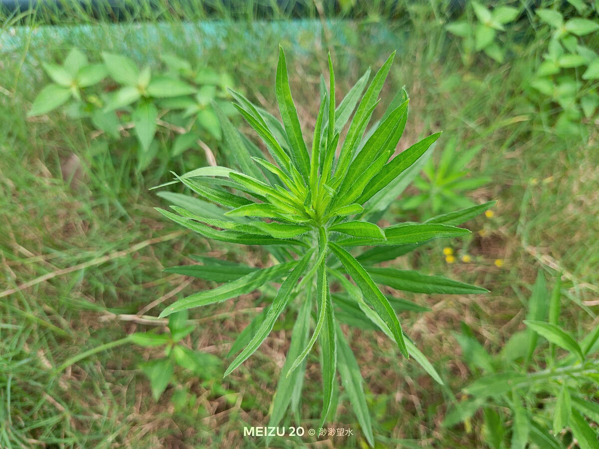 魅族20全系列深度测评,魅族20体验一段时间优缺点总结