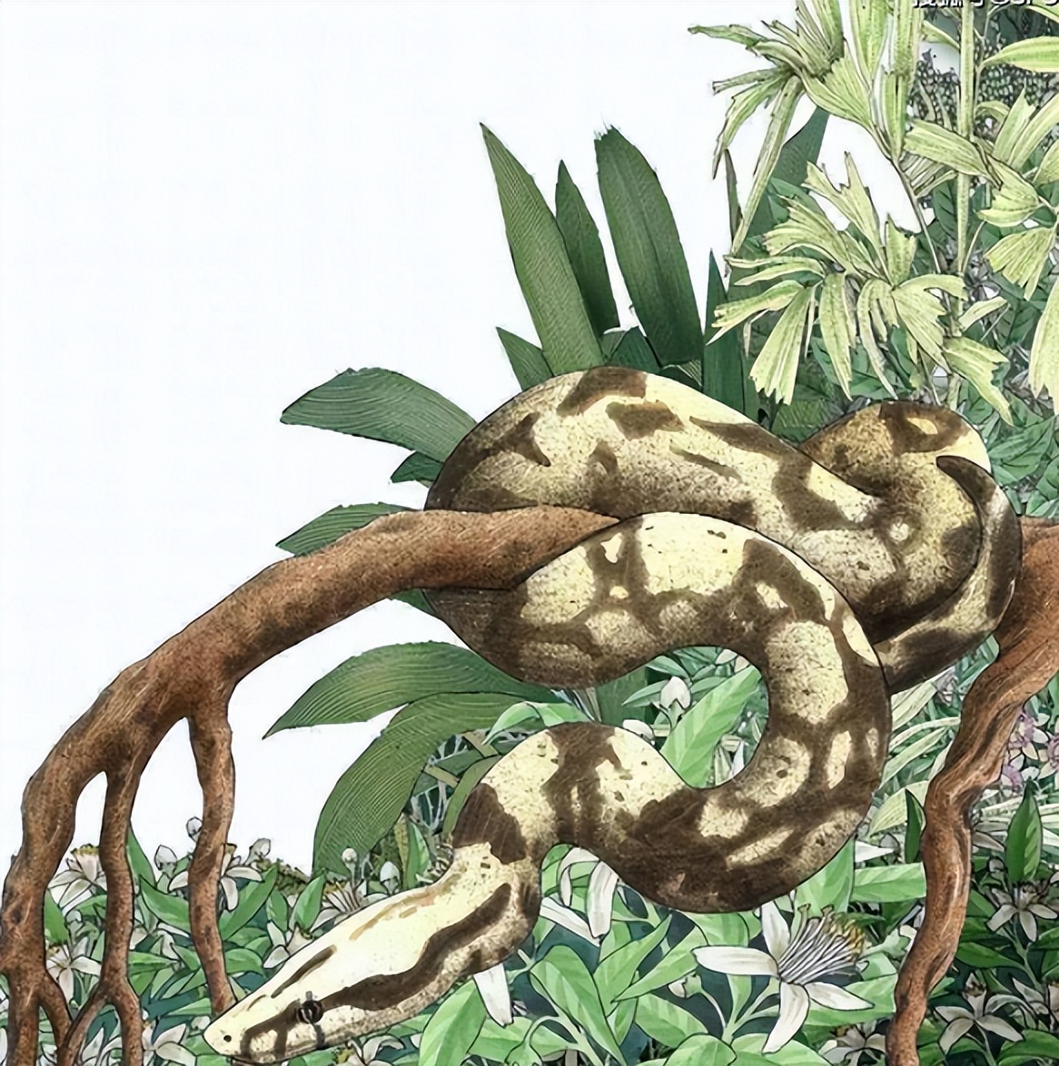 泰坦蟒是不是泰坦巨蛇,纪录片巨蛇之谜泰坦蟒