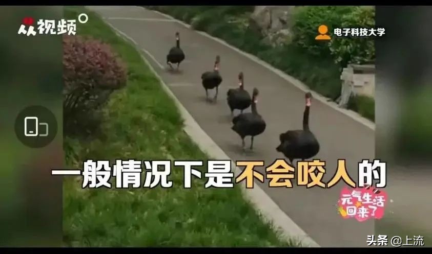 被黑天鹅打得措手不及,学校黑天鹅被学生拿