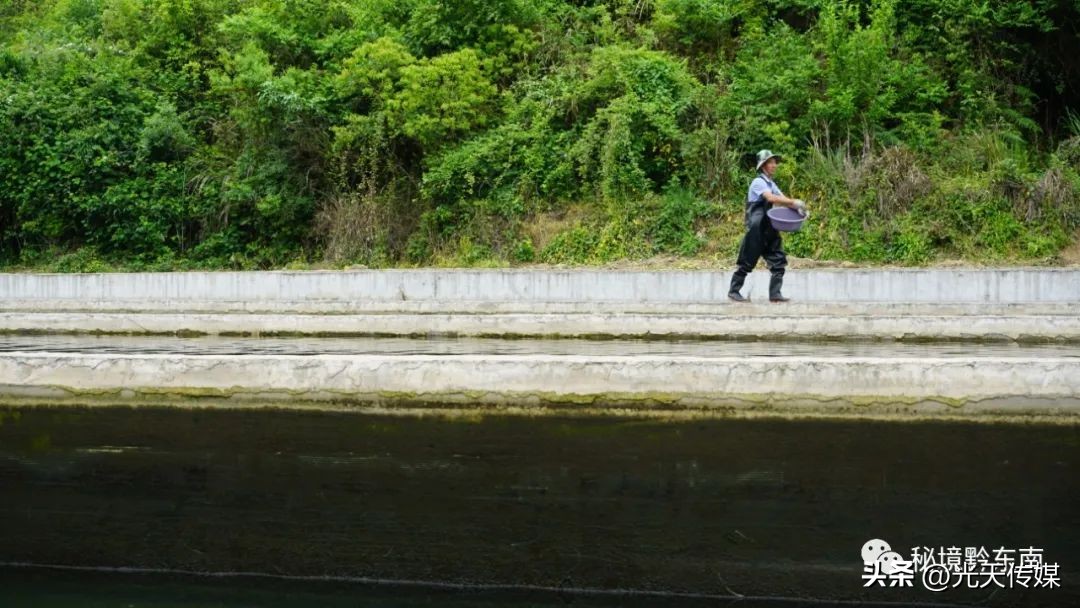 黄平县上塘镇：鲟鱼“游出”小山村冷水养殖富村民