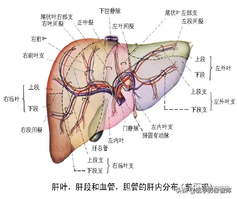 肝脏影像分叶分段解剖图,肝脏分段解剖图谱
