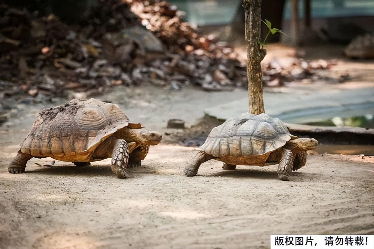 尴尬！一对乌龟在交配时惨变化石！4700万年后还要被人围观