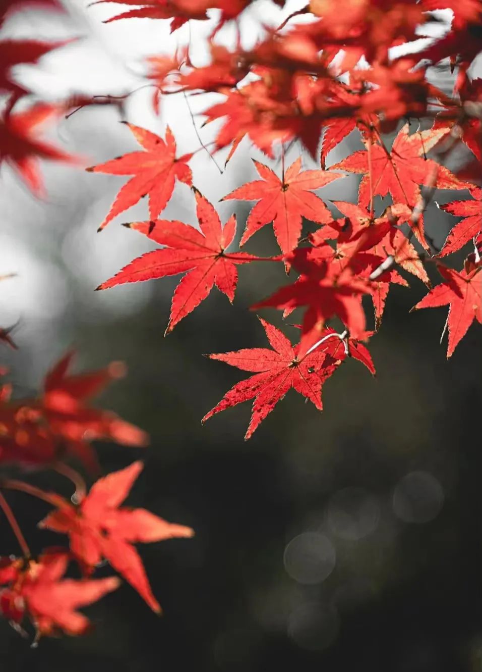 又又又被美到！10款秋日的花果叶，打包了最斑斓的秋色