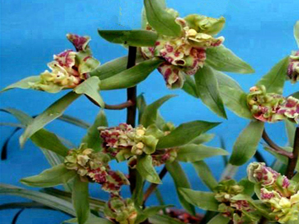 蕙兰最值钱的品种,蕙兰10大精品