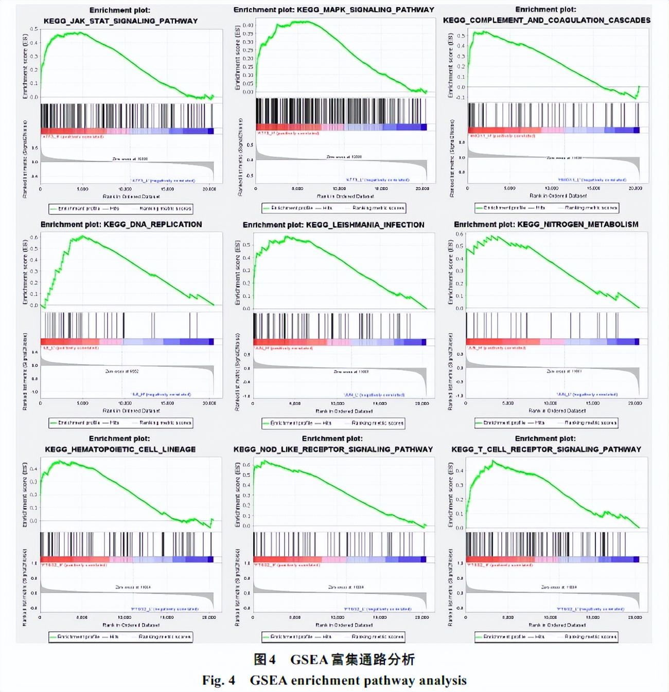以铁死亡作为切入点，分析对特发性肺纤维化具有治疗作用的中药