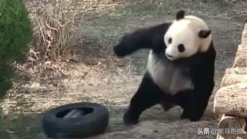 大熊猫和狮子老虎谁厉害,为什么狮子老虎不敢攻击大熊猫