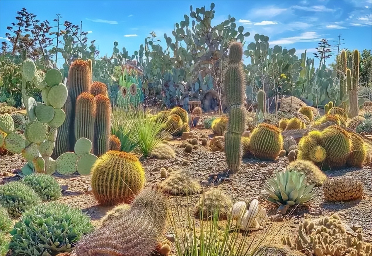 各种仙人掌的种植,仙人掌是扦插好还是带根种植好