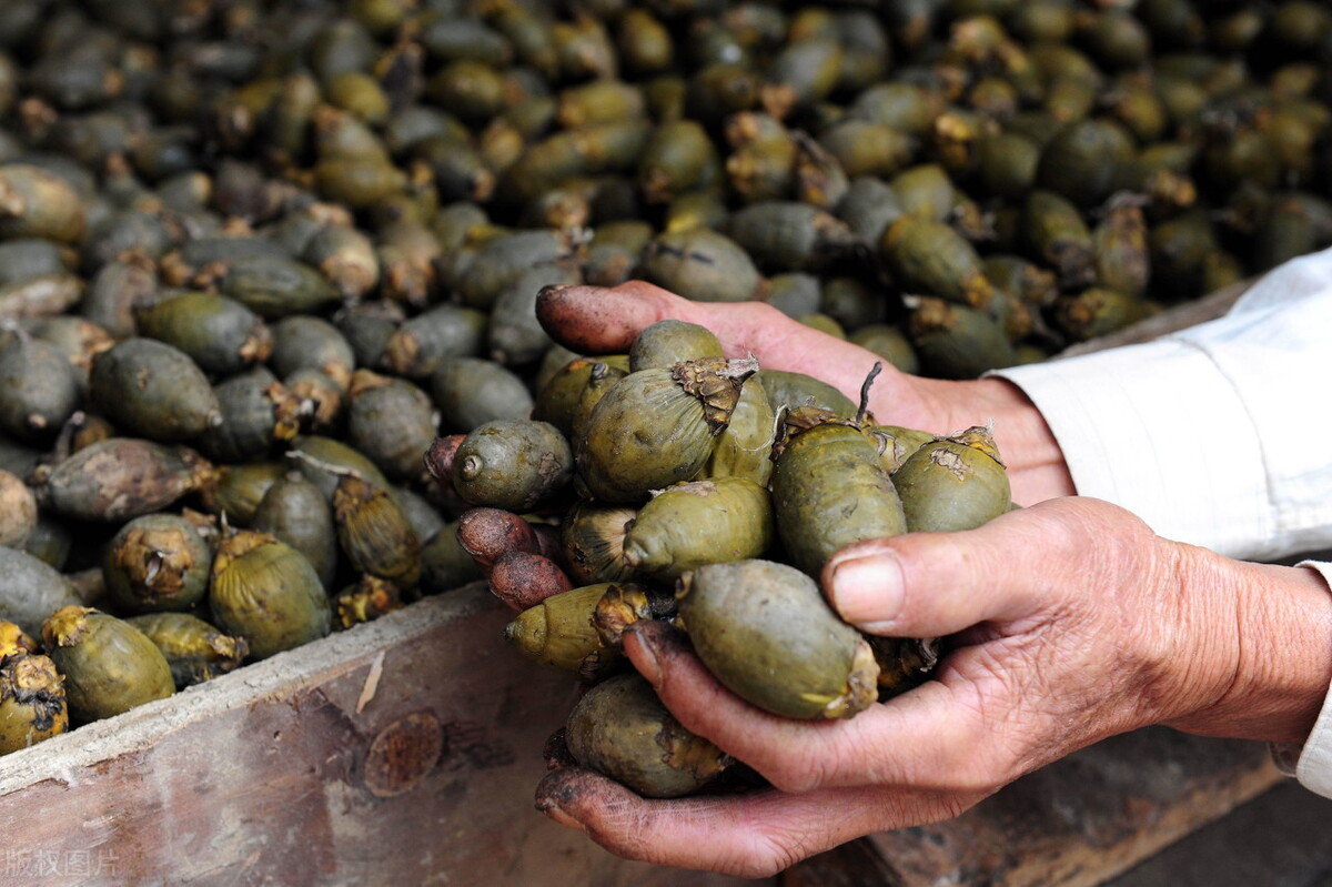 世界一级致癌物槟榔,一级致癌物槟榔有多恐怖