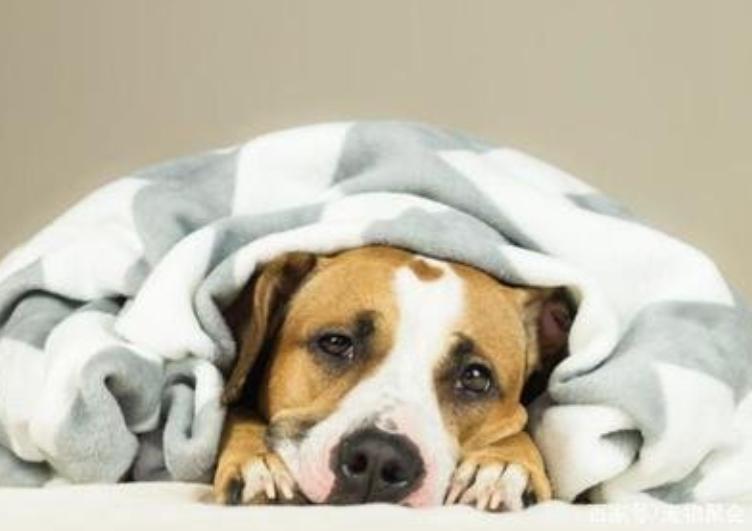 狗狗怎样预防感冒最好方法,怎么治疗狗狗感冒最好的方法