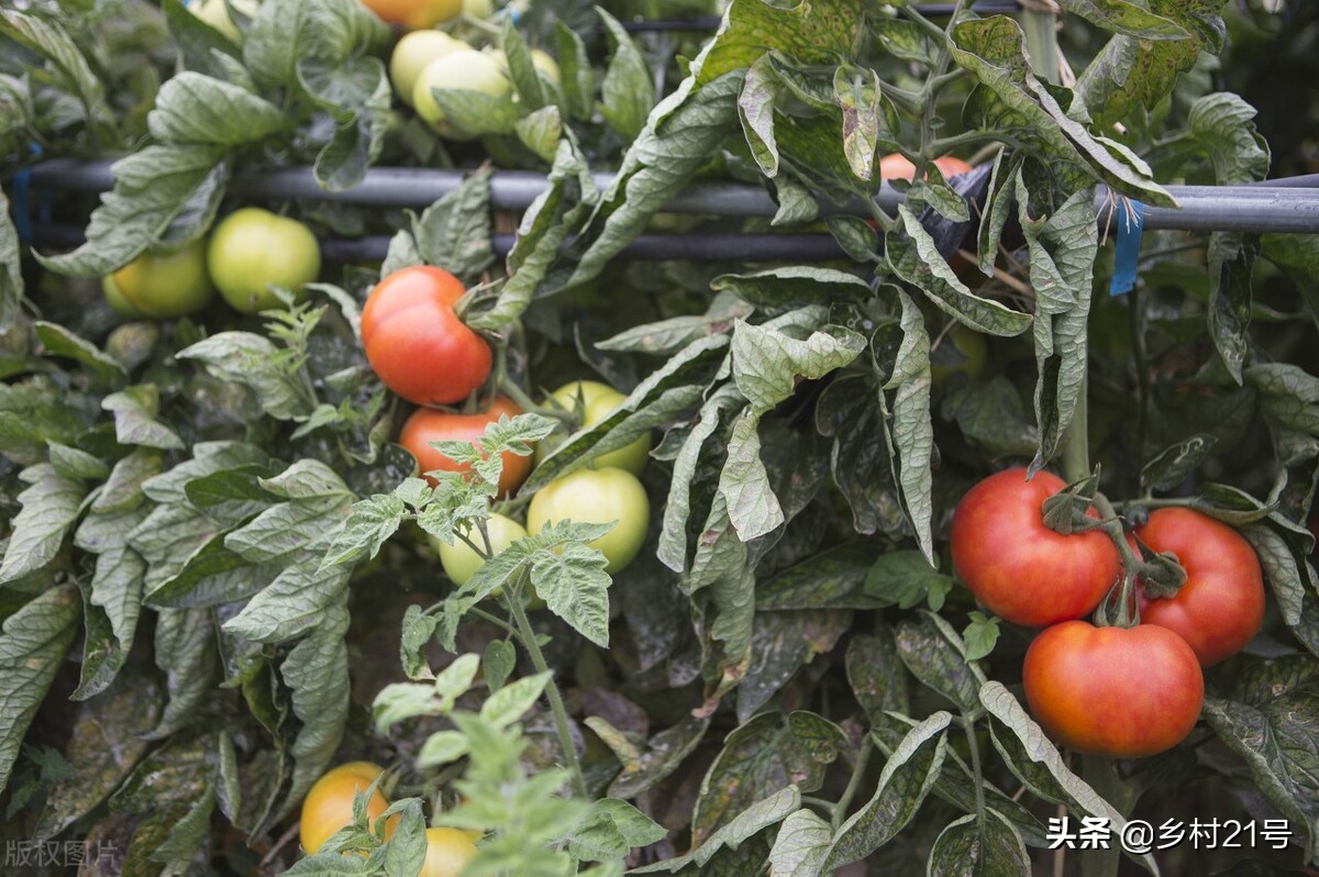 豆角秧黄叶防治土方法,种植的西红柿叶子干卷怎么补救
