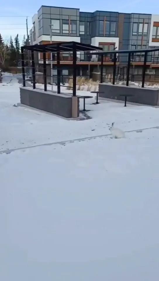 朋友移民多伦多,朋友移民