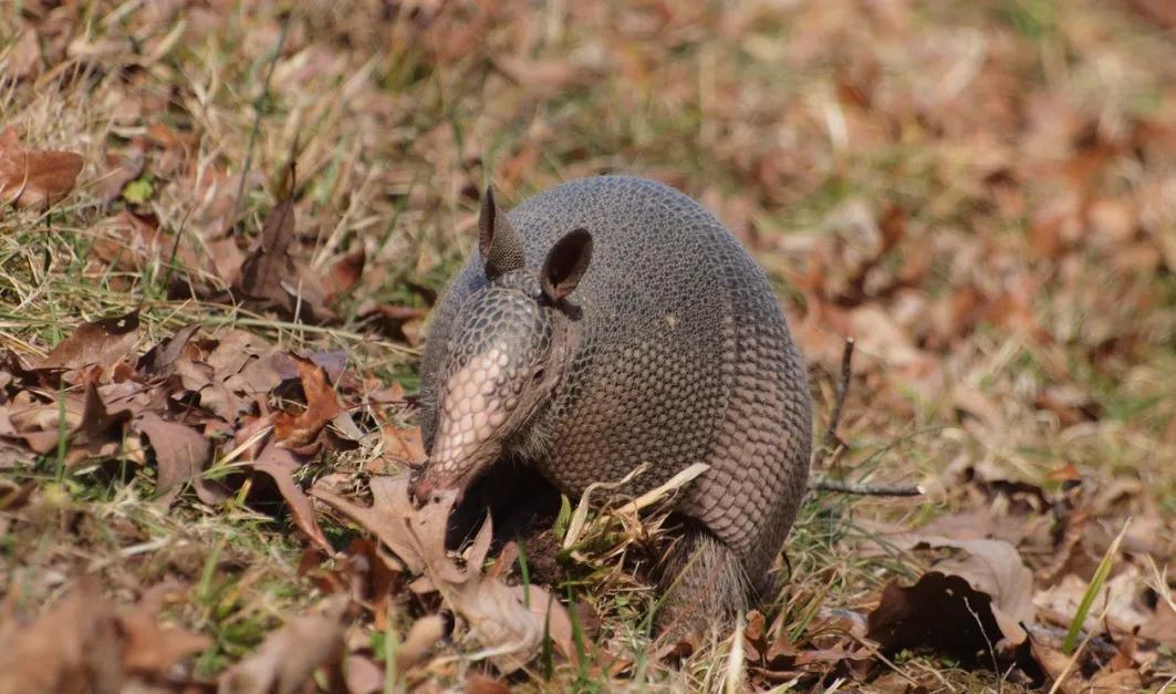 委内瑞拉纸币视频,委内瑞拉纸币简介