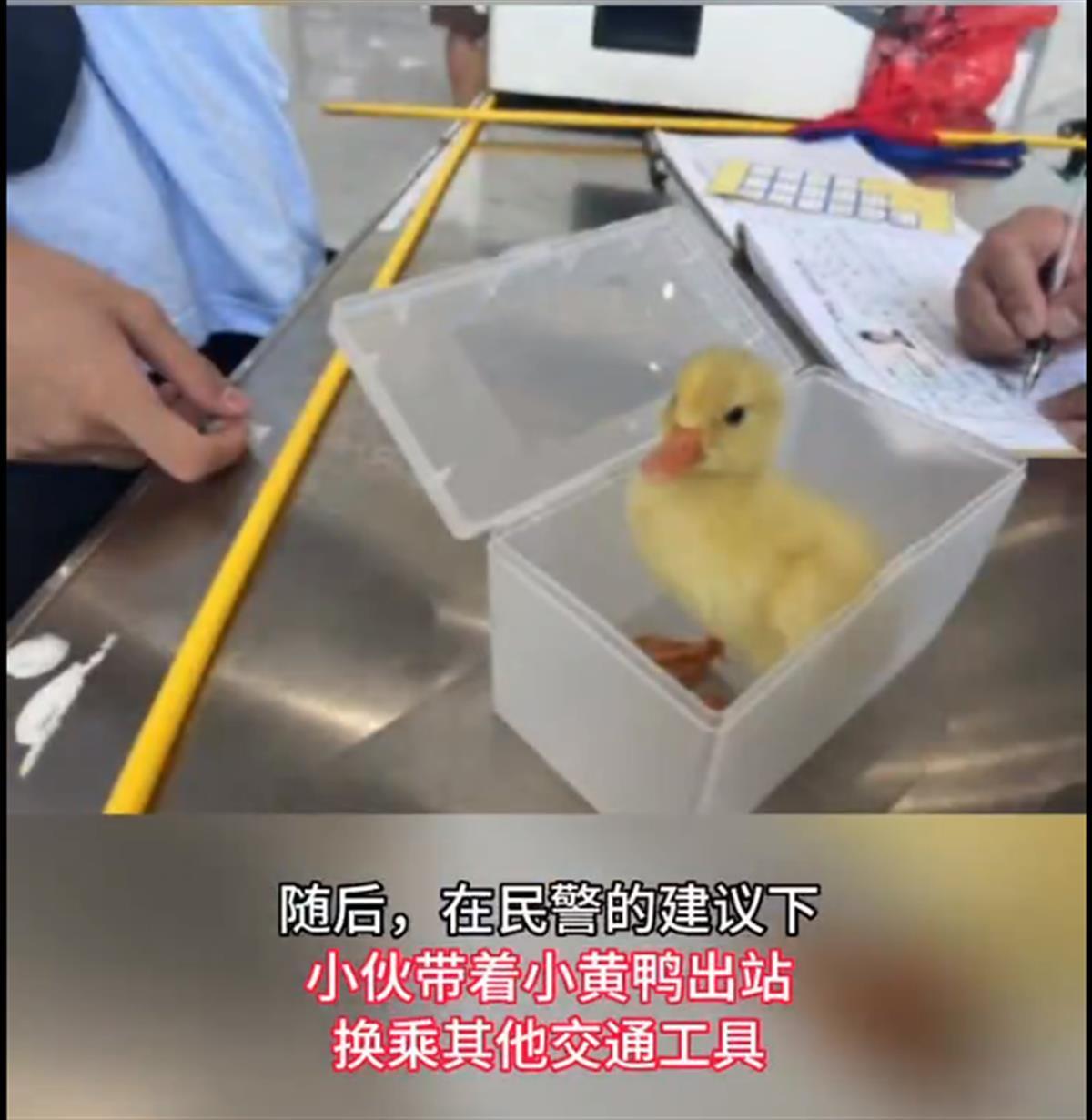 小伙带小黄鸭乘火车被拒,小伙带小黄鸭坐火车被拒