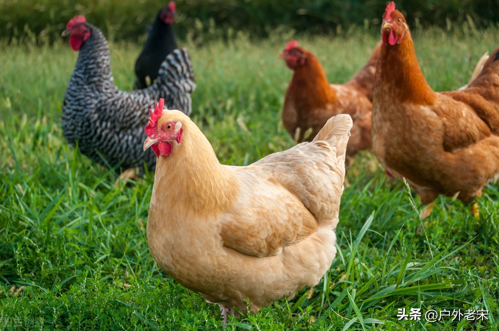 益生菌发酵料防治鸡大肠杆菌,益生菌发酵菌种养鸡