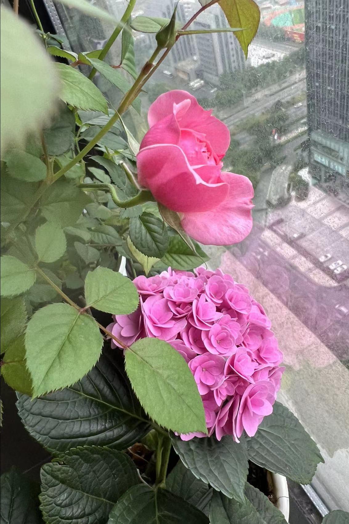 绣球花蔫了该怎么补救,绣球花打蔫了怎么办