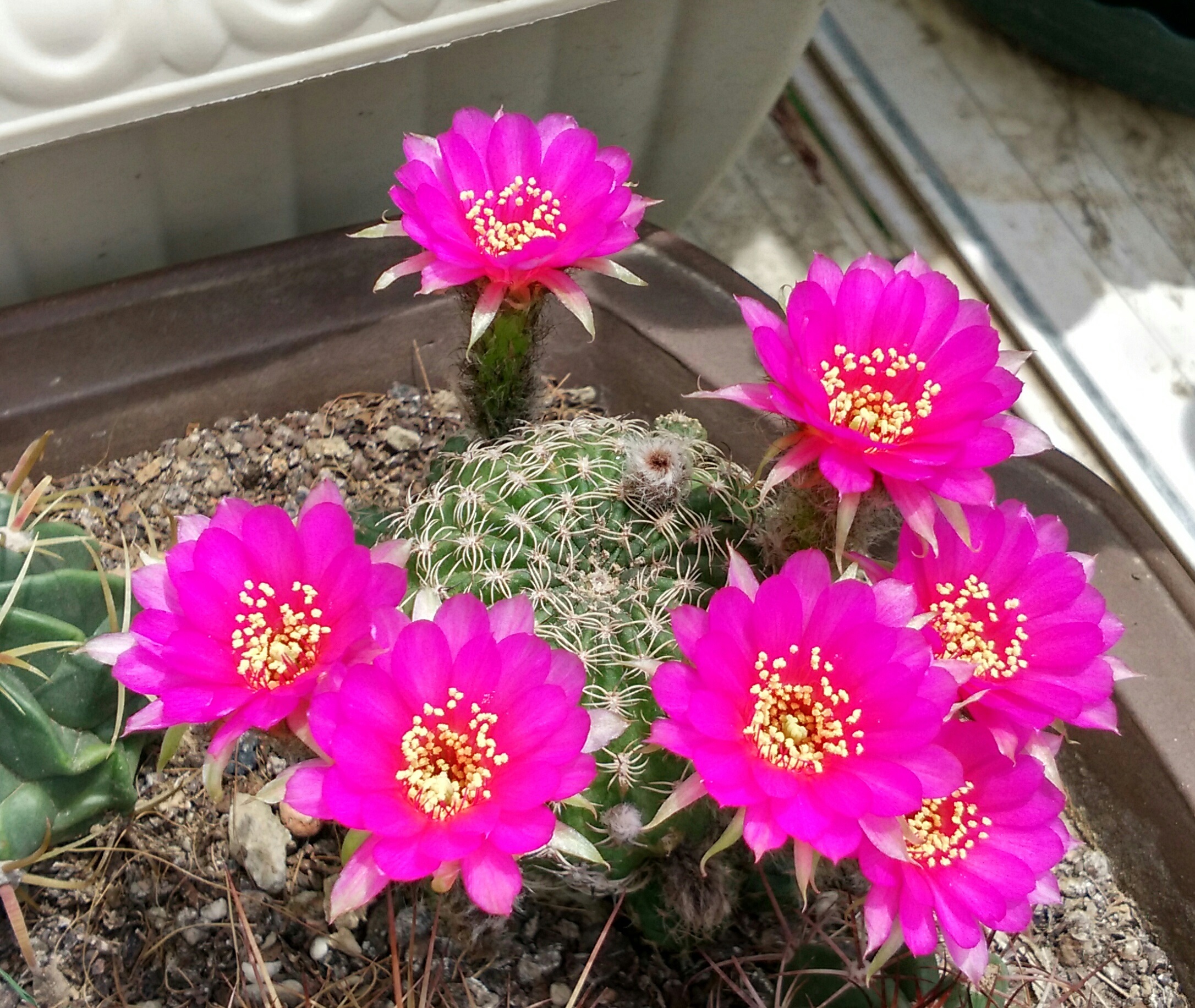 喜欢养仙人球，就选“阳春丸”，颜值高，好打理，每年开花好多次