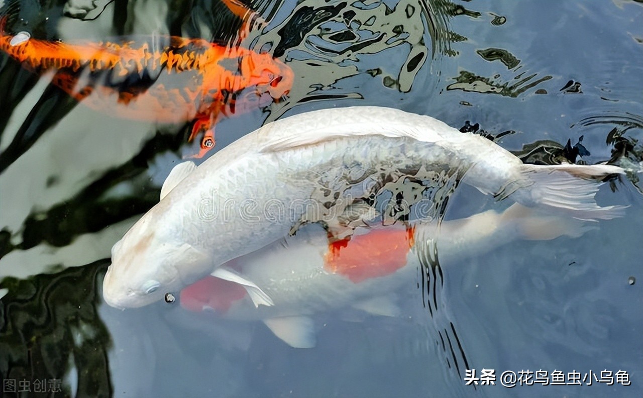 锦鲤怎么养技巧和方法,新手锦鲤怎么养才能活