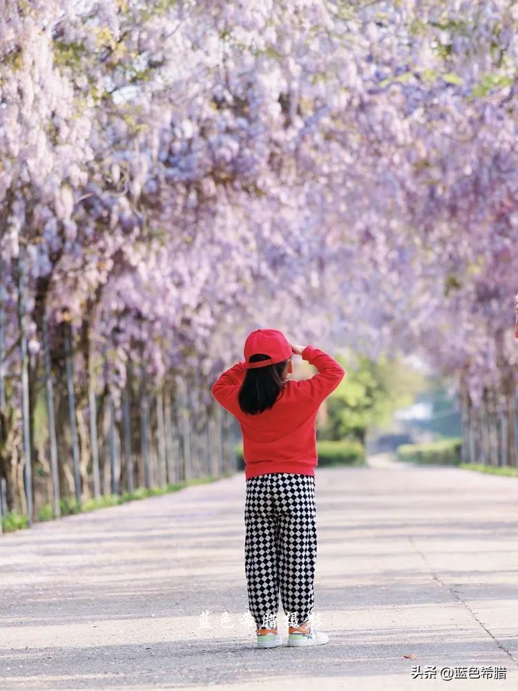 暮春时节紫藤花开,紫藤花开暮春到来