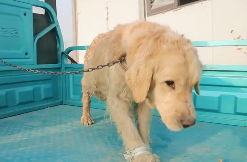 一只怀孕金毛被买狗肉店,得腹水的狗被卖狗肉得救后续