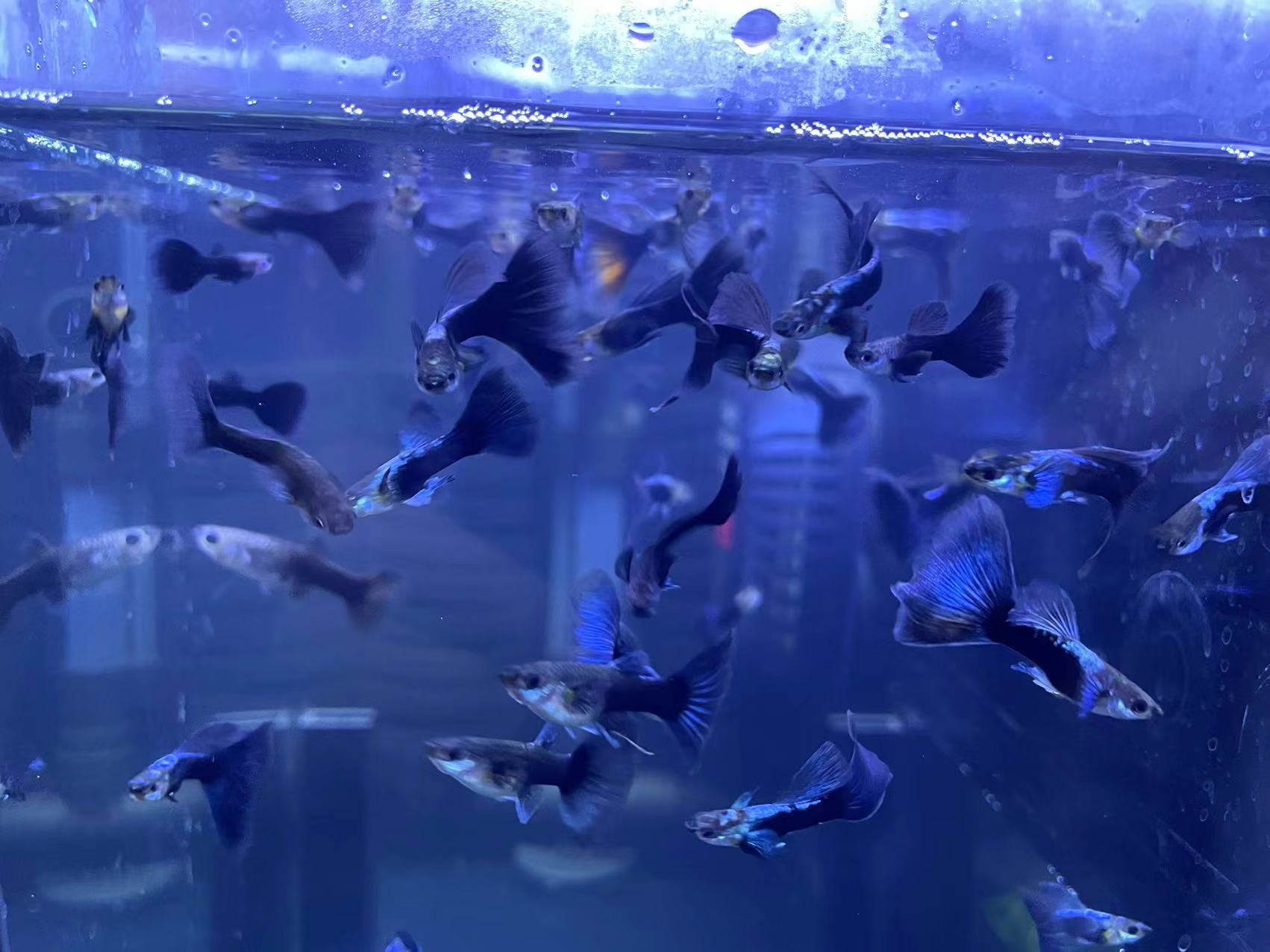 孔雀鱼白嘴是怎么回事,孔雀鱼的鱼病防治