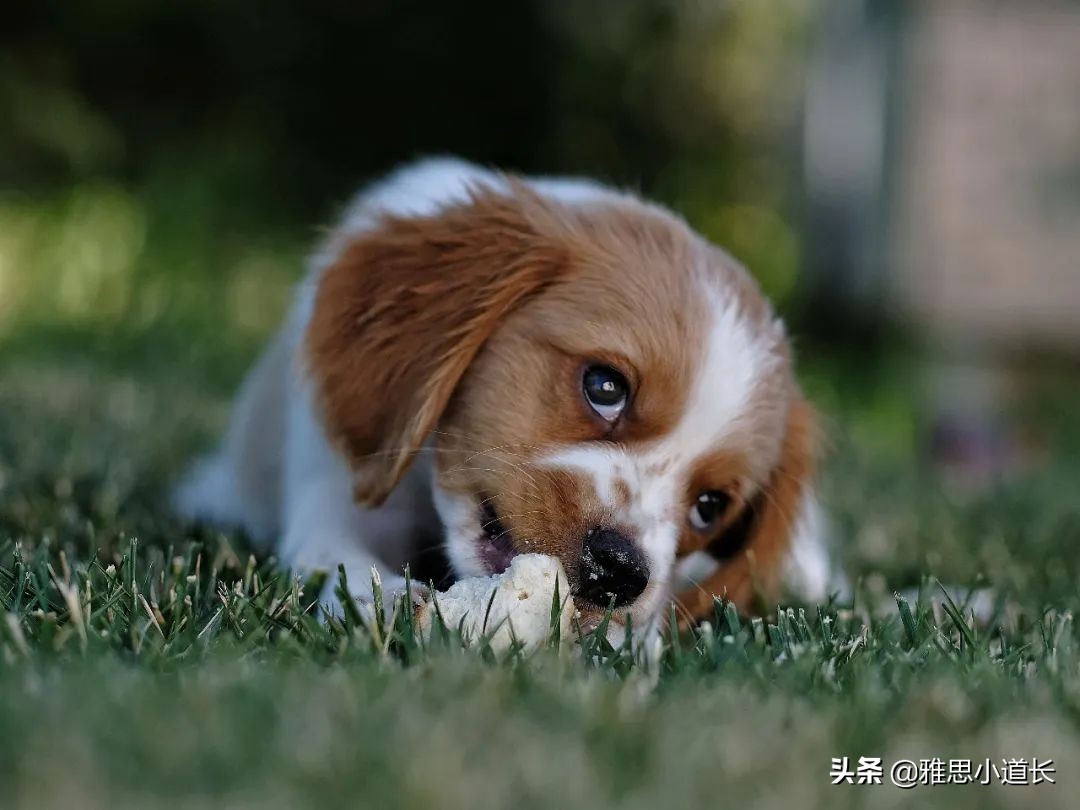 一般举个例子用什么缩写代替,英语中e.g.是哪个单词的缩写