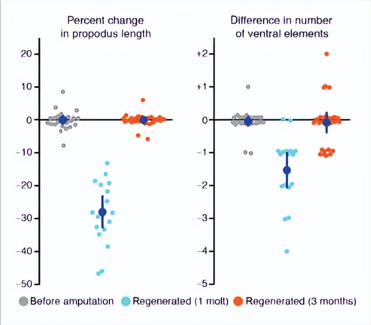 甲壳类动物断肢能再生吗,甲壳类动物肢体再生