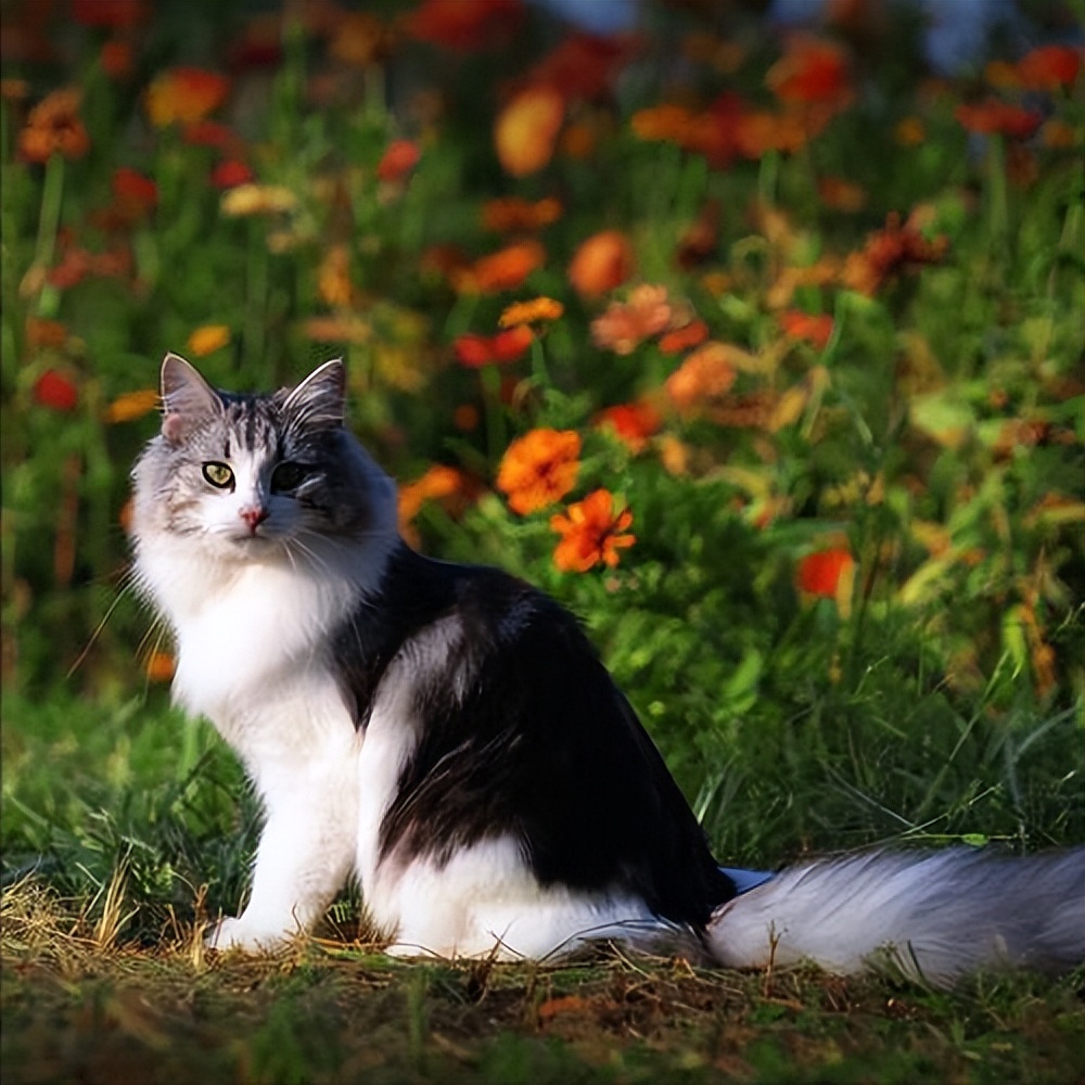 这几种猫真的不值得买越养越心累,千万别养的三种猫
