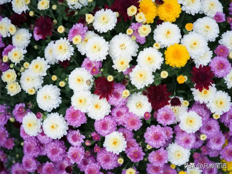 哈苏x2d100c视频,哈苏x2d100c与50c区别