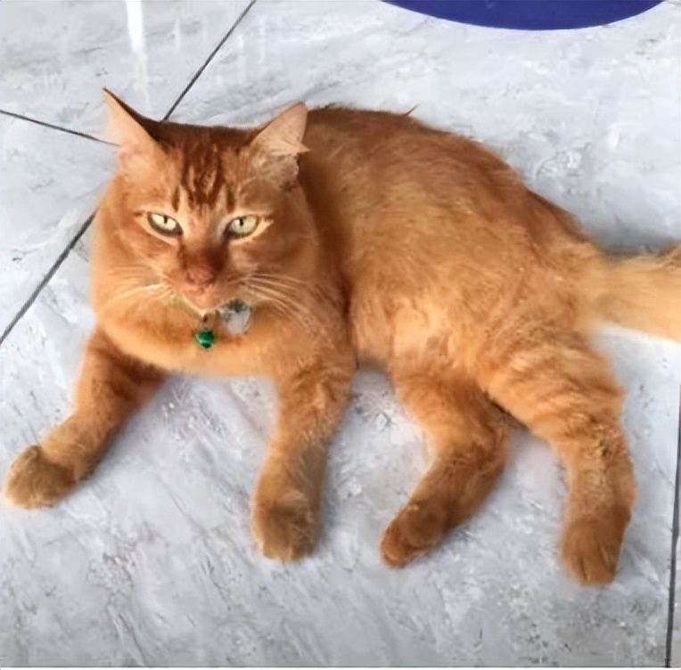 泪目！那只19岁的老猫绝食自杀了