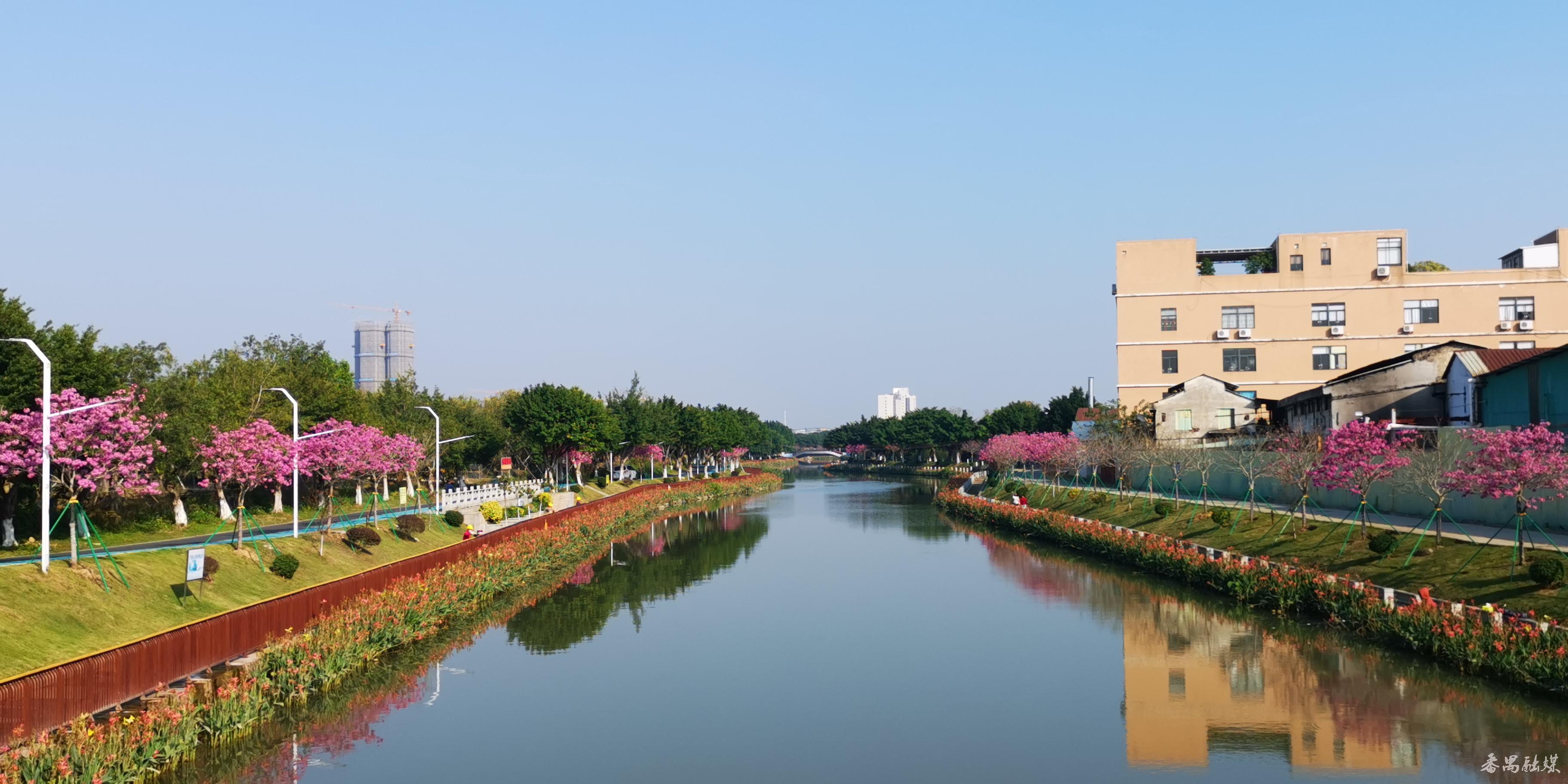 一脉碧水,两岸碧道!番禺钟村街胜石河周边美翻了