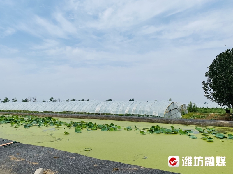 潍坊农业转型升级,潍坊田园农业发展