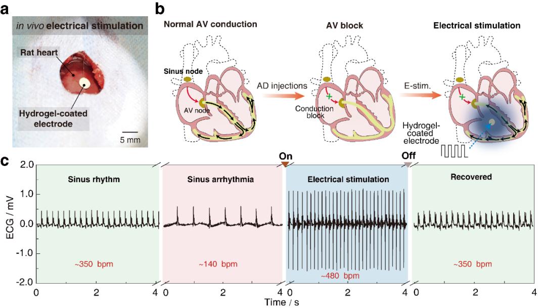 南科大科研成果,南科大研究成果