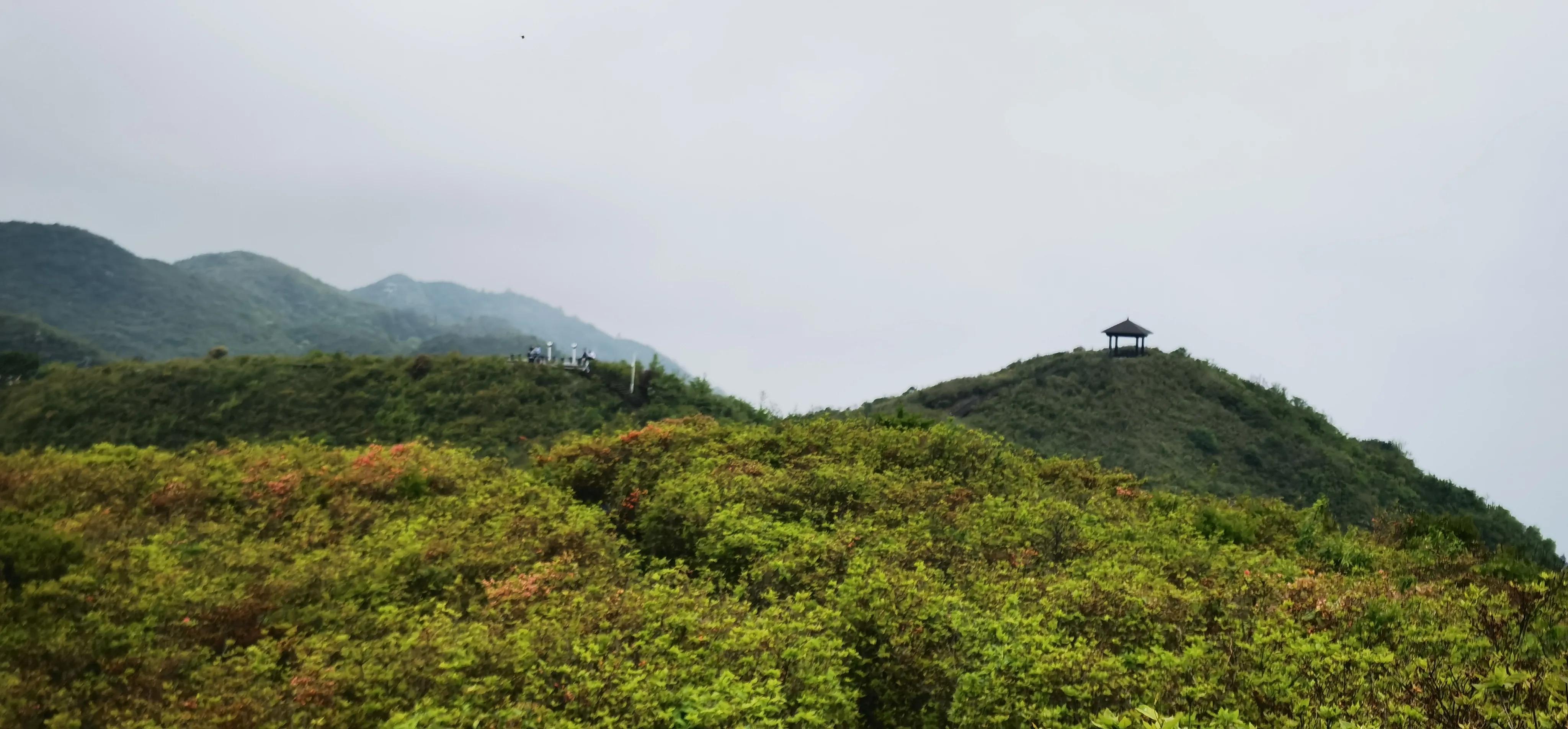 浏阳大围山森林公园浏阳河源头,大围山杜鹃花在哪个景点看
