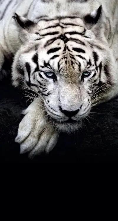 戏说老虎图文杂汇