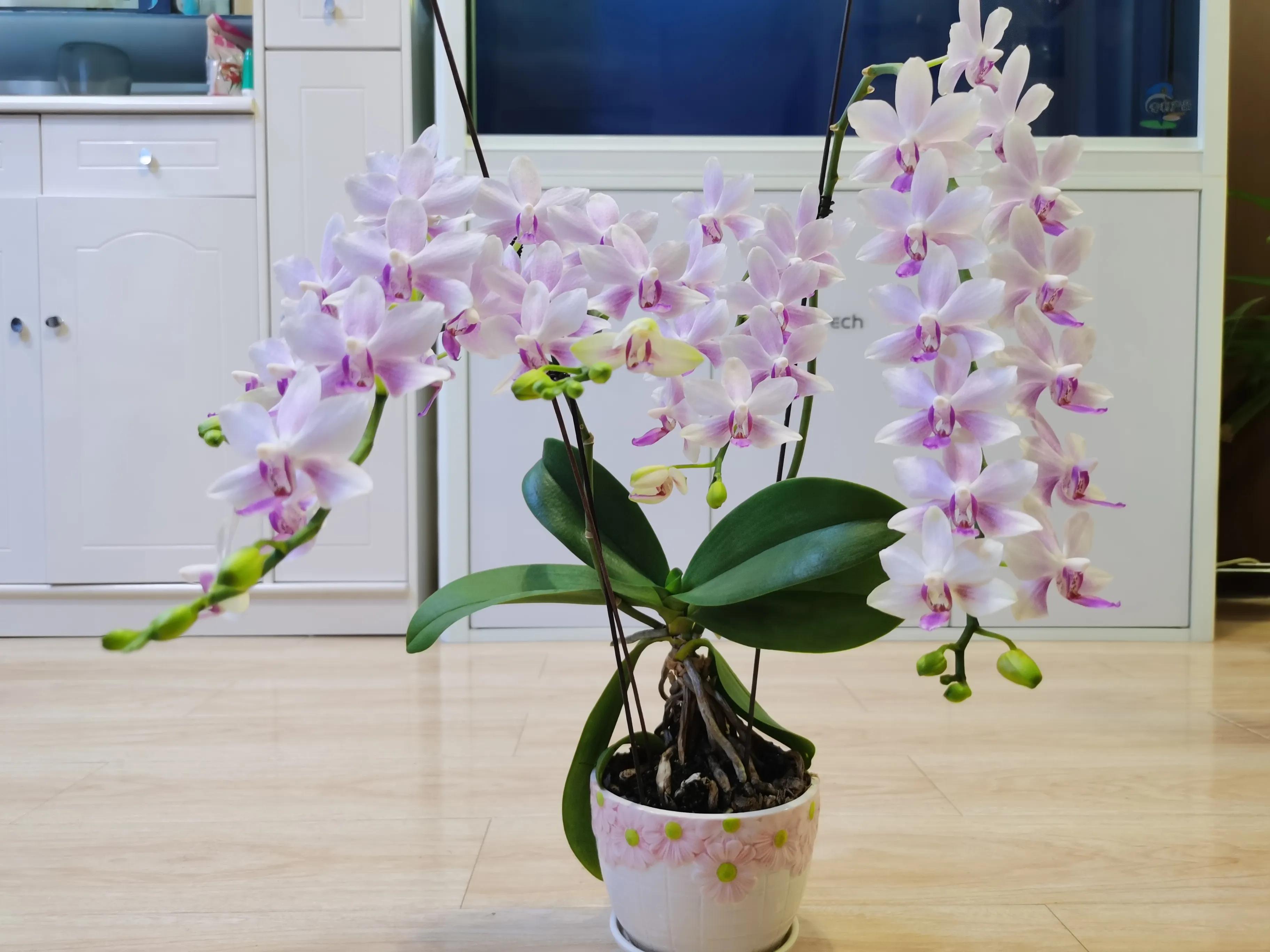 粉黛佳人水仙,紫水仙图片大全