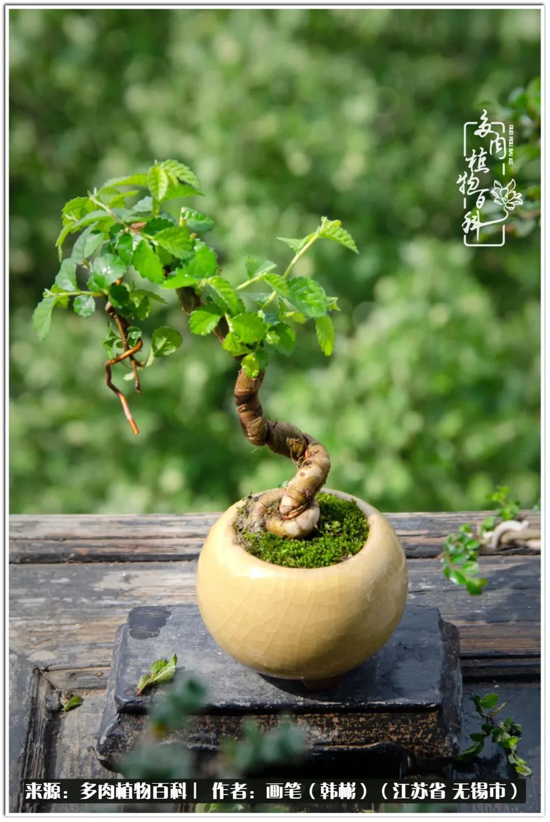 盆景多肉常遇到的问题,多肉盆景无穷小