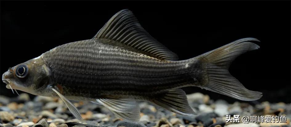 这种“黑鲤鱼”在野外可是个宝贝，钓不得抓不得，属我国特有物种