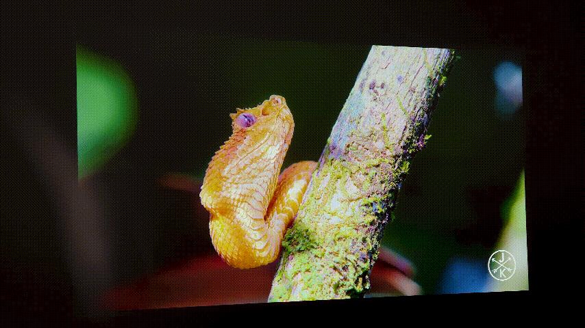 优派701pro4k投影仪怎么样,优派k701-4k和px710-4kpro区别