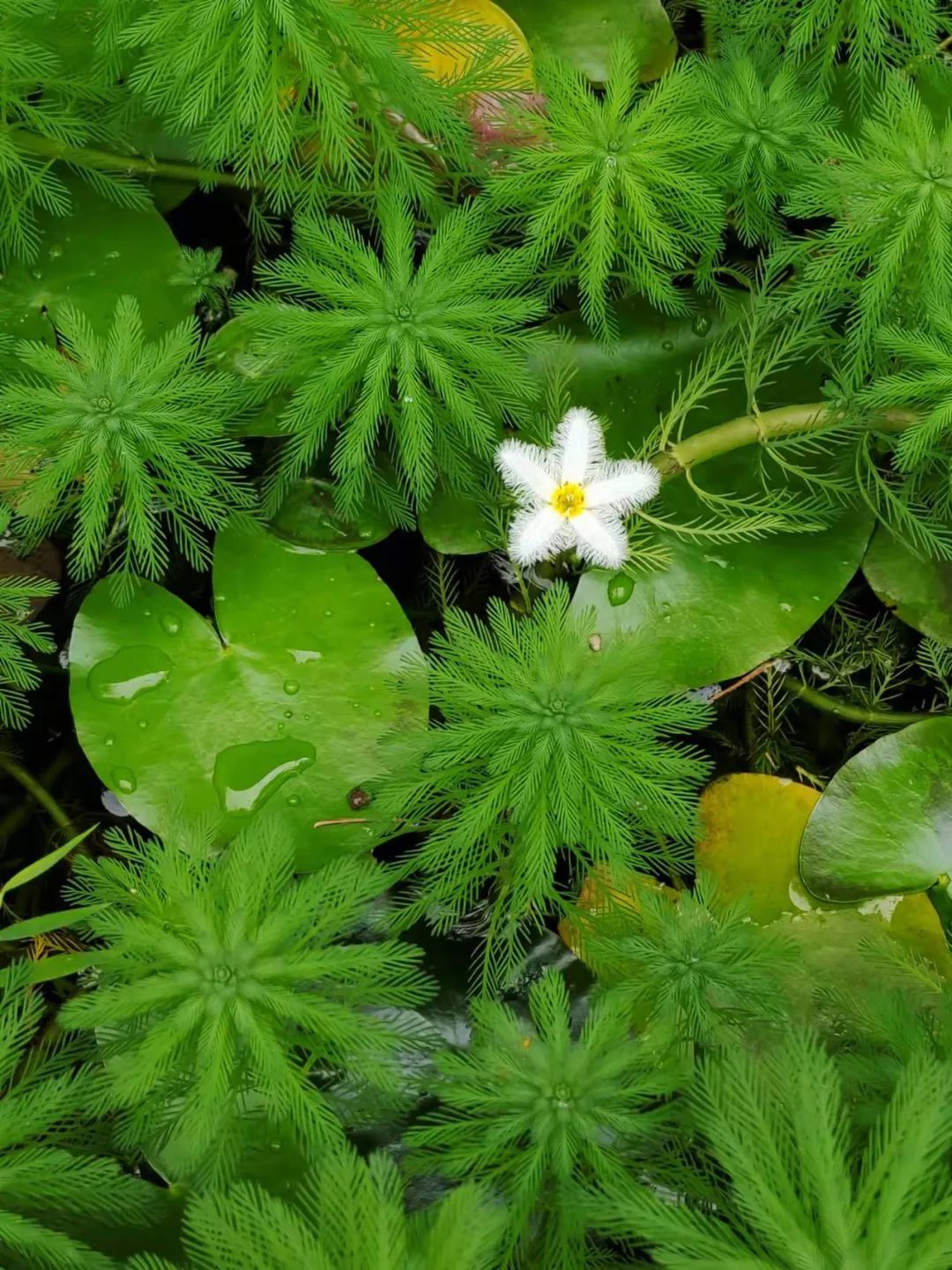 养花好物神器,花友必备神器