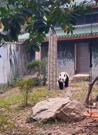 谁懂啊！回南天的养狗人家，惨过住鸡圈！pang臭！