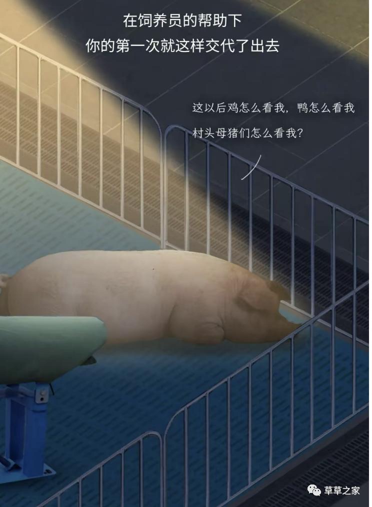 自强不息的一生，*猪种**的一生，生下来就被注定，看后你会感同身受