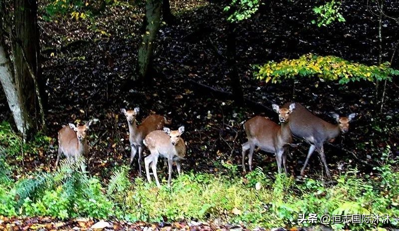 日媒解读中国人买房,日本报道中国人在日本买房
