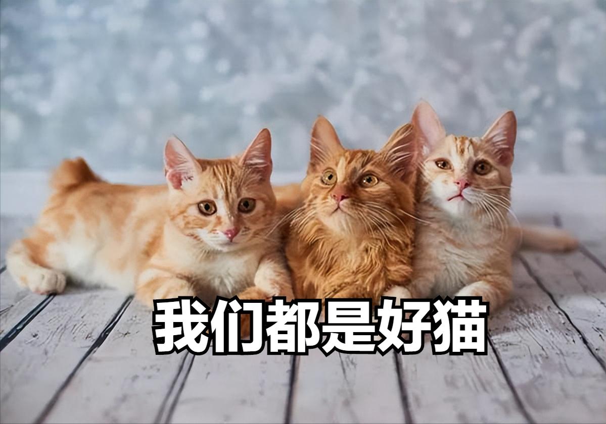 有这几个特征的猫咪不能养,被养得好的猫咪会有哪些特征